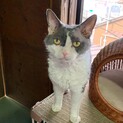 キリッとした顔の「シュシュ」