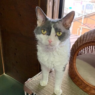 キリッとした顔の「シュシュ」