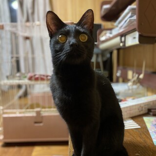 まん丸おめめ！甘えん坊ジャック