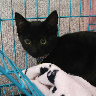 【黒子猫オス】ノアール