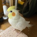 3羽オカメちゃん