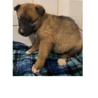たくさんの子犬が収容されています。790