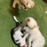見守るこうめ　若い衆はきゃっきゃっしてる;-)
