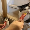 ちゅーるたいむー