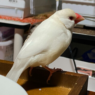 シルバーイノ文鳥のケルン