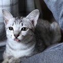 【サバター】おかげさまで里親様が決まりました