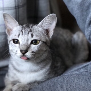 【サバター】おかげさまで里親様が決まりました