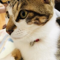 シーサー