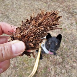 「三つ子の魂」サムネイル1