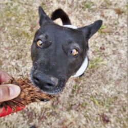 「三つ子の魂」サムネイル3