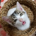 超甘えん坊！人見知りなしで激カワなチマキちゃん