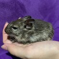 デグー3歳 ブルー 雌