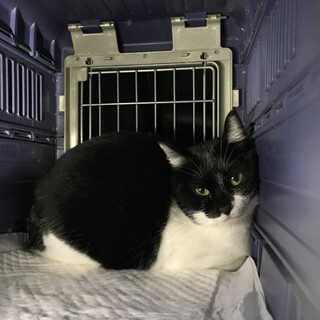 おとなしい小さ目黒白さん