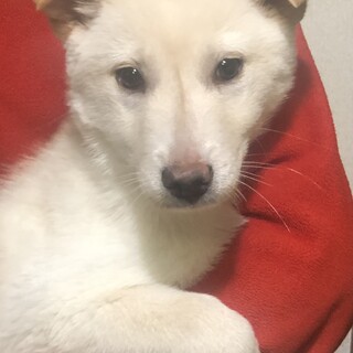 【里親様決定】フィン君の幸せが見つかりました♡