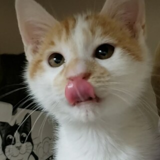 甘えん坊♪ ぽやんとした表情が可愛いヤムチャ君