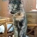 とっても甘えん坊のサビ猫のリズちゃん