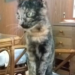 とっても甘えん坊のサビ猫のリズちゃん