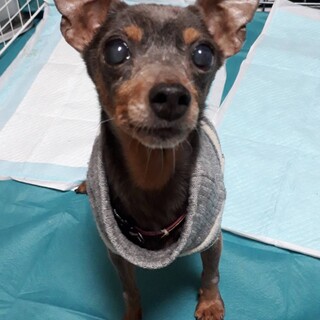 ちょっぴり怖がりな甘えん坊ミニピン♀️マルシェ