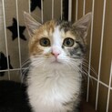 応募一旦停止！丸顔でお目目もまん丸かのこちゃん❤️