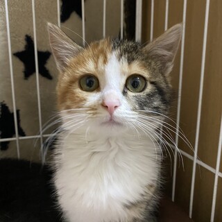応募一旦停止！丸顔でお目目もまん丸かのこちゃん❤️