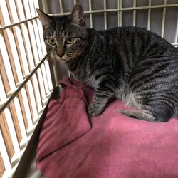 三重県桑名市２月１４日(日）第１１２回リトルパウエイド猫の譲渡会