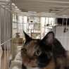 今日はニャゴニャゴ言うので、日中見渡しをよくしてみました。