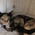 里親募集します
