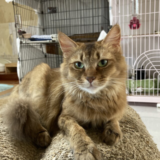 ソマリ 4歳 女の子