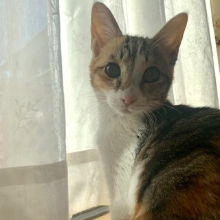 ありがとうございました☆穏やかな　三毛猫ちゃん