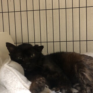 シャイな　織斗くん