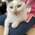 三毛猫さん 推定2歳 みしろちゃん