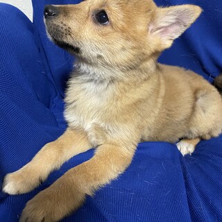 2ヶ月可愛い兄弟サン君のずっとのお家を探しています