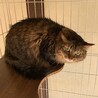 キジトラ長毛？の『ランちゃん』 サムネイル2
