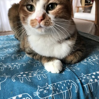 くりくりお目々にスニーカーソックスがかわいい女の子