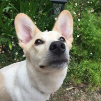 とと