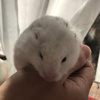 シリアンハムスター　ダルメシアン　♀