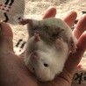 シリアンハムスター　ダルメシアン　♀ サムネイル4