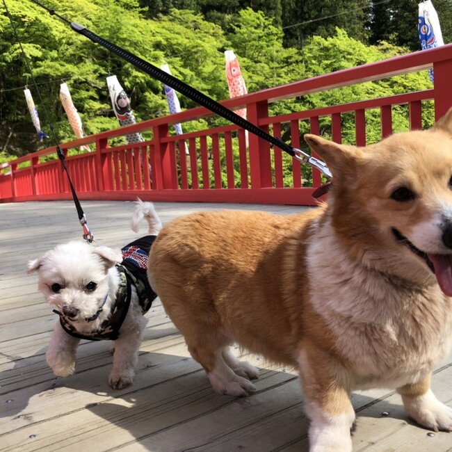 ｅｎｐｉｃｏのカバー写真
