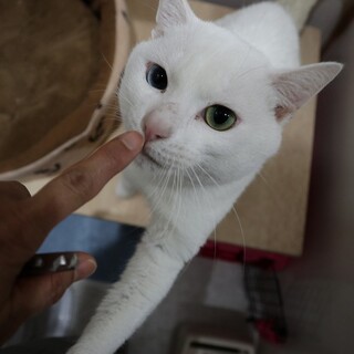 白猫オッドアイの甘えん坊イケメン男子です