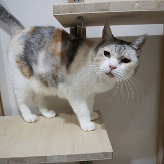 とっても人懐っこいシニア猫さんです