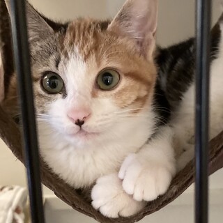 三毛子猫 野ばらちゃん