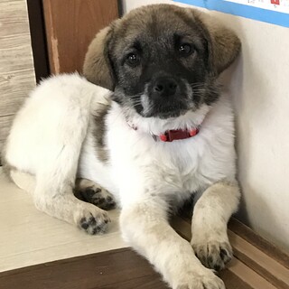 里親さま決定☆おとなしい女の子★5ヶ月♀