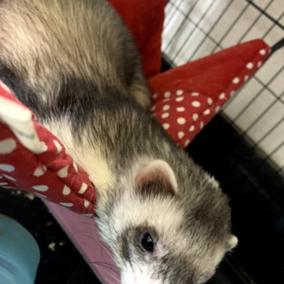 フェレット 交渉中