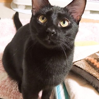 【お見合い歓迎】美形黒猫さんじ君♡