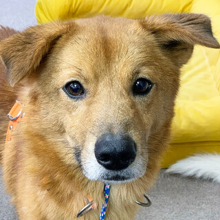 穏やかで甘えん坊な男の子「こんがり」