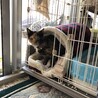お部屋散歩に行きたいので、そこどいて下さい