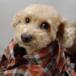 飼い主の匂いがする服が好き！