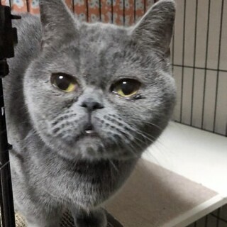 マンチカンのマカロンちゃん