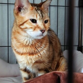 ベンガルの舞春(ふうわ)ちゃん