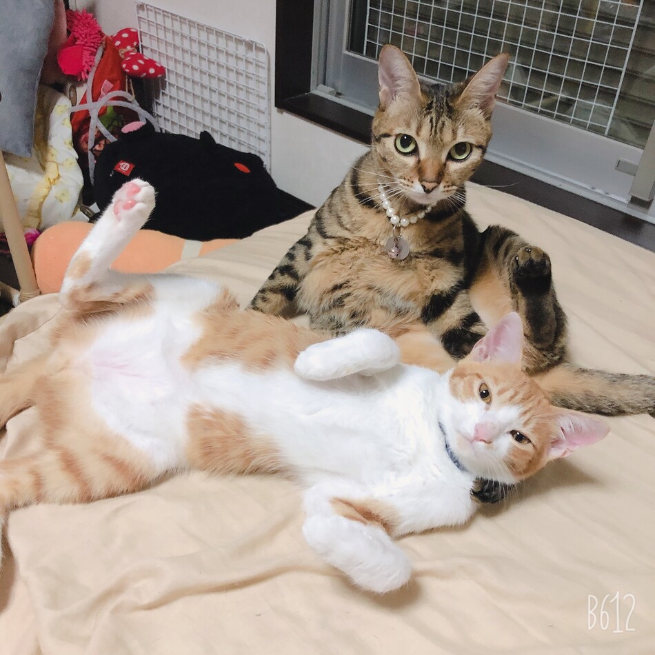 きなこのカバー写真